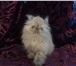 Персидский котенок, очаровательная гималайская девочка, экстремал, возраст 2 месяца, окрас – бл 69550  фото в Москве