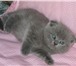 Шотландские вислоухие котята,  Окрас ГОЛУБОЙ - возраст от 1, 5 мес,  и старше,  Современный тип, отк 69504  фото в Москве