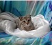Фото в Домашние животные Отдам даром Вислоухая кошечка, возраст 2 месяца, окрассеребристый в Москве 0