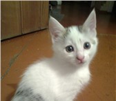 Отдам даром в добрые и заботливые руки милого и очаровательного котенка)девочка беленькая с серым 69090  фото в Уфе