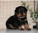 Продается алиментный шикарный щенок Ротвейлера от титулованного производителя, Отец двухкратный Чем 67031  фото в Москве