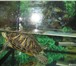 Фото в Домашние животные Другие животные Отдам в добрые руки 2-х красноухих черепах,самец в Ярославле 0