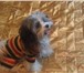 Фотография в Домашние животные Вязка собак помесь ши тцу с цветной болонкой.маленький в Казани 0