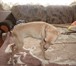 Фото в Домашние животные Вязка собак Девочка ищет жениха для вязки,шерсть у неё в Прокопьевске 0