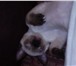 Фотография в Домашние животные Вязка Сиамская (чистокровная) кошечка с  голубыми в Архангельске 100