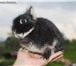 Foto в Домашние животные Грызуны Карликовые декоративные нидерландские крольчата, в Талдом 9 000
