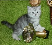 Продается прямоухий котик скоттиш страйт как в рекламе Вискас,  Мальчик – Cameron Sirius Brut Окра 69067  фото в Москве