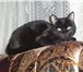 Foto в Домашние животные Отдам даром Черно-каштановый кот 2.5 года  ласковый.игривый.кас в Магнитогорске 0