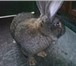 Изображение в Домашние животные Грызуны Кролики великан Фландр и фр. баран.в Татарстане в Бавлы 0