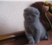 Шотландский медвежонок к вам в дом 3737318 Скоттиш фолд короткошерстная фото в Пензе