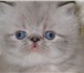 Пушистые гималайские котята 2544137 Персидская фото в Талдом