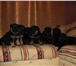 Продаются щенки восточно-европейской овчарки от крупных родителей, отец чемпион выставок Таганрога 65850  фото в Ростове-на-Дону