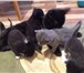 Фото в Домашние животные Отдам даром месячные котята ищут любящих хозяев. мама в Красноярске 0
