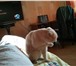 Фото в Домашние животные Вязка красивый кот ищет дружбы с кошкой в Москве 2 000