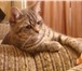 Foto в Домашние животные Вязка молодой активный котик,  окрас мраморный, в Екатеринбурге 2 000