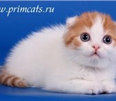 Питомник шотландских кошек Primavera предлагает шотландских котят: вислоухие коты серебристый табб 69779  фото в Москве