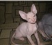 Изображение в Домашние животные Другие животные Продаются котята-загадочные Египтянки-инопланетянки. в Санкт-Петербурге 8 000