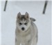 Предлагаю великолепного щенка Сибирской хаски! Мальчик, волчьего окраса(серо-белый), 2 месяца, Не 66766  фото в Москве