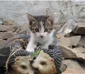 Изображение в Домашние животные Отдам даром Отдам в хорошие руки котят- мышеловов. Котятам в Улан-Удэ 0