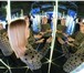 Фото в Развлечения и досуг Организация праздников Зеркальный лабиринт - это уникальный аттракцион в Твери 200