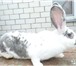Foto в Домашние животные Грызуны Кролики породы: фландр, белый великан, шиншила, в Белгороде 0