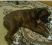 Фотография в Домашние животные Вязка собак ищю кобеля опытного от 2.5 до 4 лет желательно в Астрахани 1 000