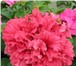 Фото в Домашние животные Растения Продам семена крупноцветковой махровой петунии в Краснодаре 0