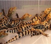 Фотография в Домашние животные Другие животные Краснодарский питомник рептилий и экзотических в Самаре 3 000