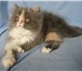 Продаю персидских и экзотических плюшевых котят, кошечки - черепаховая (экзот) и голубокремовая с 69542  фото в Москве