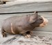 Изображение в Домашние животные Грызуны Продам морских свинок скинни, возраст 2 мес., в Прокопьевске 2 000