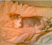 Отдадим в добрые руки кошку-вислоухую британку, Кошка осмотрена ветеринаром, здорова и ей от силы го 69141  фото в Челябинске