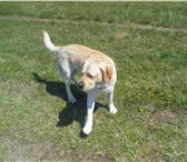 Фотография в Домашние животные Вязка собак 5 лет, родословная, прививки делались в Красноярске 0