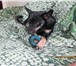 Фото в Домашние животные Вязка собак помогите ему в Новосибирске 0