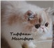 Продаются персидские котята - очаровател