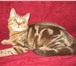 Продаётся шотландская короткошерстная кошечка  (скоттиш-страйт) 173461  фото в Саратове