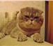 Фото в Домашние животные Вязка Молодой кот приглашает в гости  леди.Немного в Нижнем Новгороде 0
