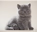 Британский котик из питомника г,  Рыбинск 1867269 Британская короткошерстная фото в Ярославле