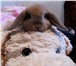 Фото в Домашние животные Другие животные Продаются крольчата породы карликовый вислоухий в Москве 1 200