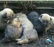 Изображение в Домашние животные Отдам даром Дарим бесплатно прекрасных 1,5 месячных щенят, в Набережных Челнах 0