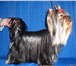 Foto в Домашние животные Услуги для животных Стоматология и парикмахерские услуги для в Хабаровске 1 000