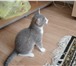 Foto в Домашние животные Отдам даром Отдадим в хорошие руки шотландского котенка, в Екатеринбурге 0