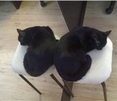 Изображение в Домашние животные Вязка ищем кота для вязки черного ли серого (дымчатого) в Уфе 0