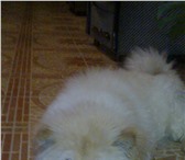 Фотография в Домашние животные Вязка собак Имеется галантный кавалер, ищущий даму для в Владикавказе 0