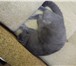 Foto в Домашние животные Вязка Срочно нужна британская кошечка для годовалого в Сочи 10