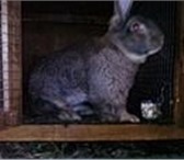 Фотография в Домашние животные Грызуны Кролики великан Фландр и фр. баран.в Татарстане в Бавлы 0