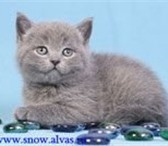 Наш питомник британских кошек http:www, petsshop, rusnowс радостью может предложить Вам элитн 69648  фото в Магадане