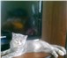 Продам котенка (британская кошечка) возраст 3, 5 месяца, Окрас голубо-кремовая, К туалету приучена, 68890  фото в Челябинске