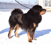Фото в Домашние животные Вязка собак Предлагается для вязки опытный кобель тибетского в Барнауле 100