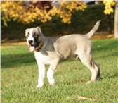 Среднеазиатской овчарки  (САО,  алабай) щенки 3684383 Среднеазиатская овчарка фото в Екатеринбурге