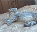 Фото в Домашние животные Вязка Очаровательная вислоухая Шотландка ищет котика в Дубна 0